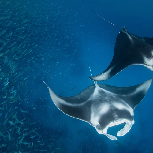 Wie Du Manta Sprüche Geschickt Einsetzen Kannst